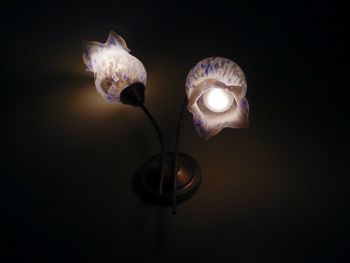 Close-up of flower over white background