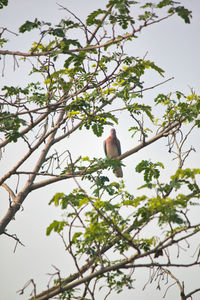 Low angle view of bird perching on tree