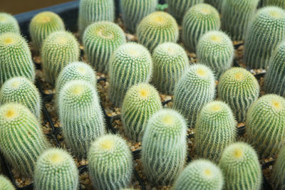 Full frame shot of plants