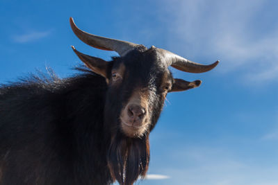 Mountain goat with big horns staring