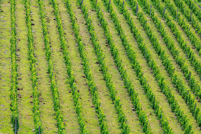 Full frame shot of agricultural field