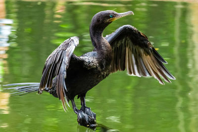 Close-up of bird perching on lake