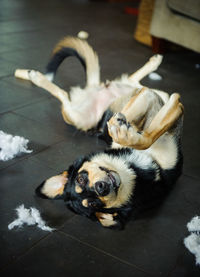 High angle view of dog relaxing on tiled floor