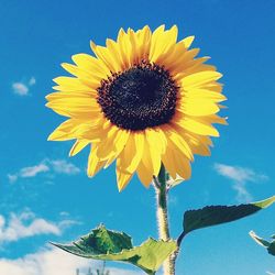 Low angle view of sunflower against blue sky