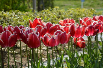 Close-up of red tulips in field