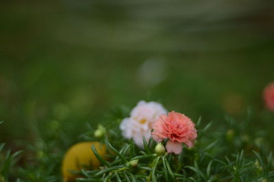 Close-up of pink flowering plants on field