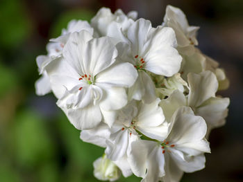 Delicate white geranium flower growing in a pot on the windowsill, narrow focus area, macro