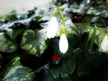 Close-up of flowers
