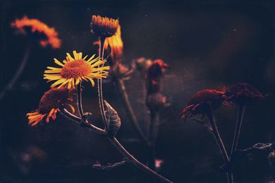 Close-up of flowers blooming at night