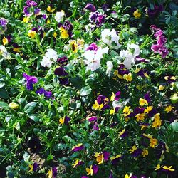 Purple flowers blooming in spring