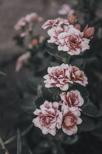 Close-up of flowers blooming outdoors