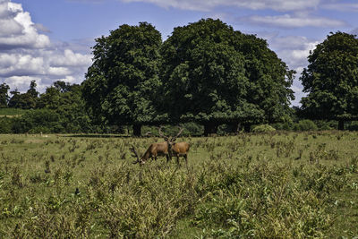 Horse in a field