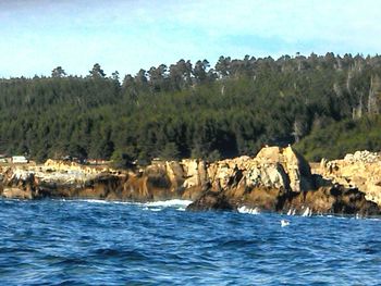 Scenic view of sea by trees against sky