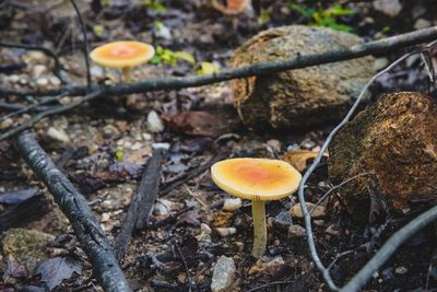 Close-up of yellow mushroom growing on field