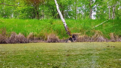 Trees growing in field