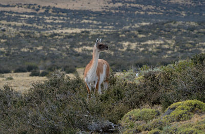 Guanaco on a hill near puerto natales, patagonia, chile