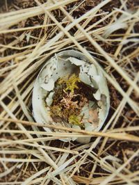 Close-up of plant growing on field