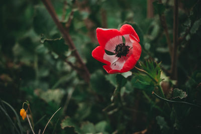 Close-up of red rose flower