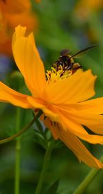 Close-up of bee on yellow flower