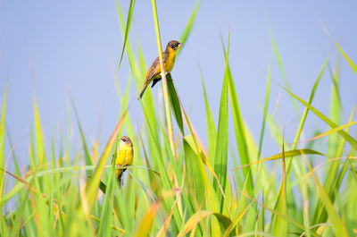 Bird perching on a plant