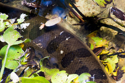 High angle view of fish in water