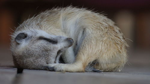 Close-up of meerkat relaxing at zoo