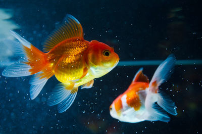 Fish swimming in sea