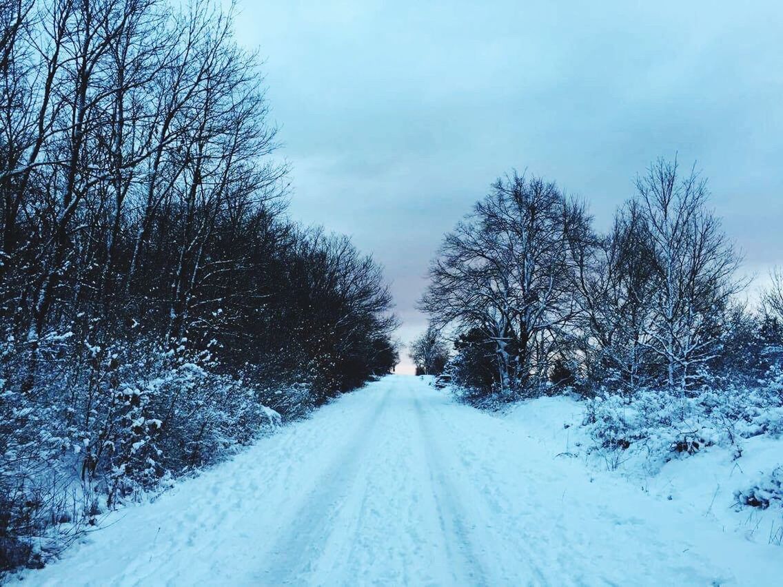 cold temperature, snow, tree, winter, the way forward, nature, no people, outdoors, day, tire track, sky, beauty in nature, snowing