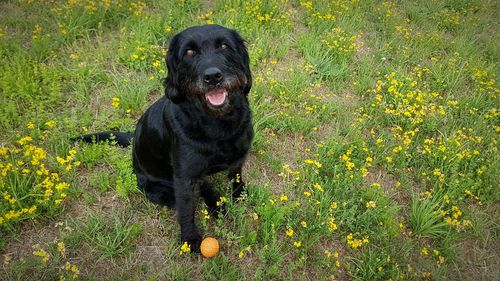 Portrait of black dog on field