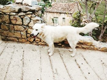 White dog standing against brick wall