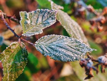 Close-up of frozen leaf during winter