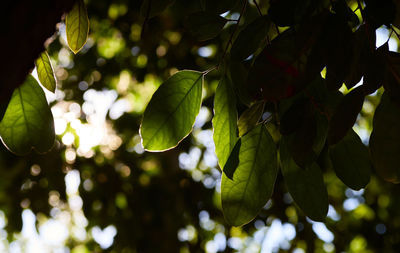 Low angle view of leaves growing on tree