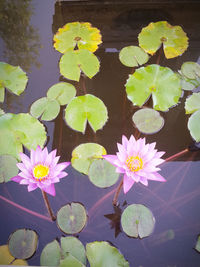 High angle view of lotus water lily in pond