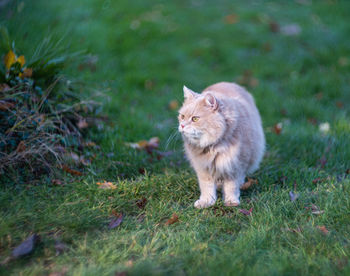 Tabby cat sitting in the yard pet enjoying being outside cute cat relaxing outdoor siberian race