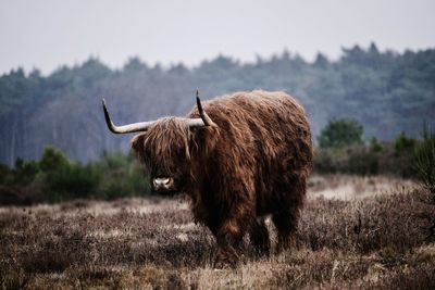 Scottish highlander standing in a field