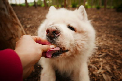 Close-up of hand holding dog