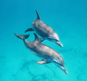 Fish swimming in sea