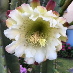 Close-up of white flower