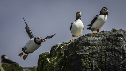 Close-up of seagulls perching on ground