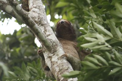 Low angle view of bird perching on branch