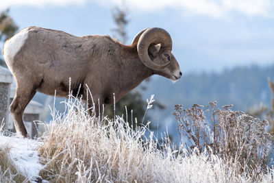 View of animal on field during winter