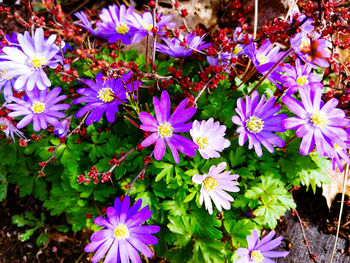 Close-up of purple flowers blooming outdoors