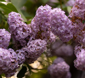 Close-up of pink flowering plant