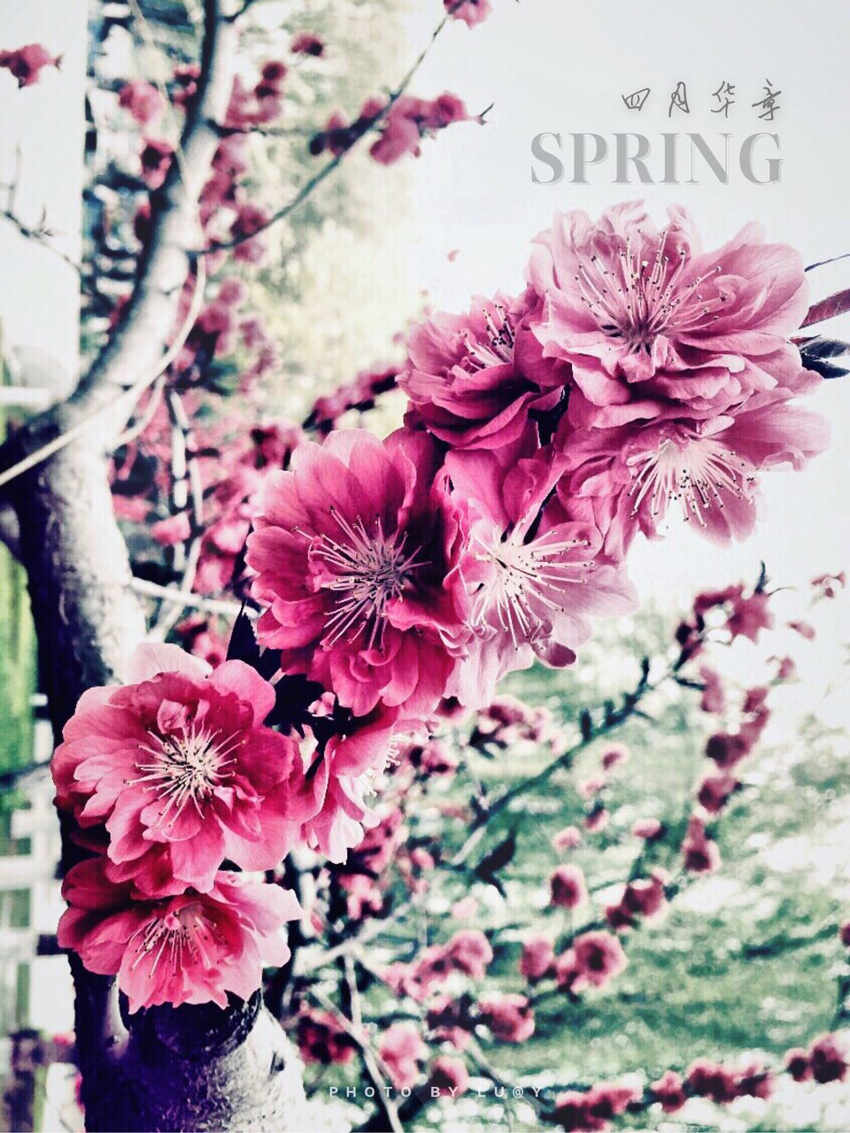 CLOSE-UP OF PINK FLOWERS BLOOMING IN PARK