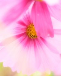 Close-up of pink cosmos flower