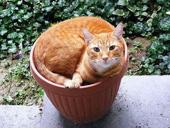 Portrait of tabby cat in a pot
