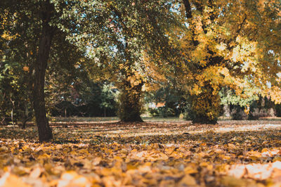 Trees in forest during autumn