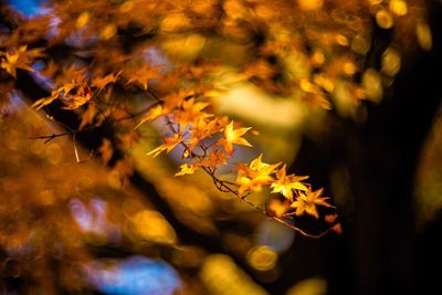 Close-up of maple tree during autumn