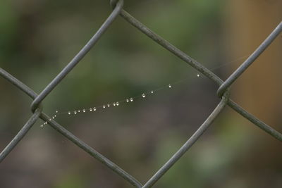 Close-up of wet spider web on metal fence during rainy season