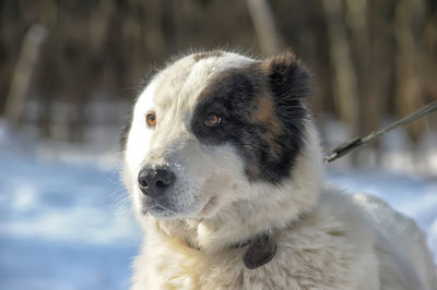 Close-up of a dog looking away